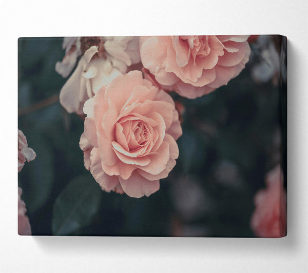  A Canvas Print of Blushing Rose Bloom Canvas Art