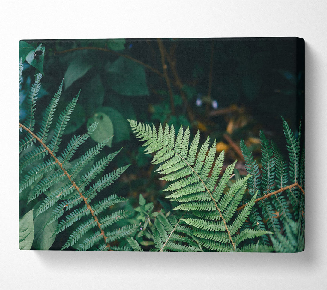  A Canvas Print of Emerald Fern Fronds Canvas Art