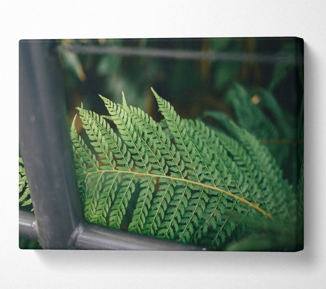  A Canvas Print of Emerald Fern Frond Canvas Wall Art