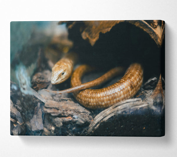  A Canvas Print of Golden Reptile Hiding Canvas Wall Art