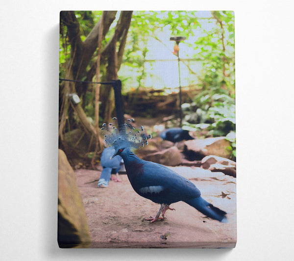  A Canvas Print of Azure Feathered Majesty Canvas Print