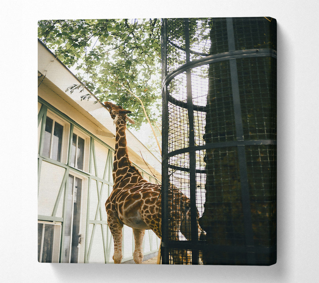  A Canvas Print of Brown Giraffe Reaching Canvas Print