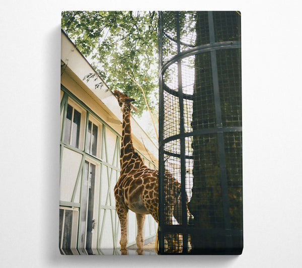  A Canvas Print of Brown Giraffe Reaching Canvas Print