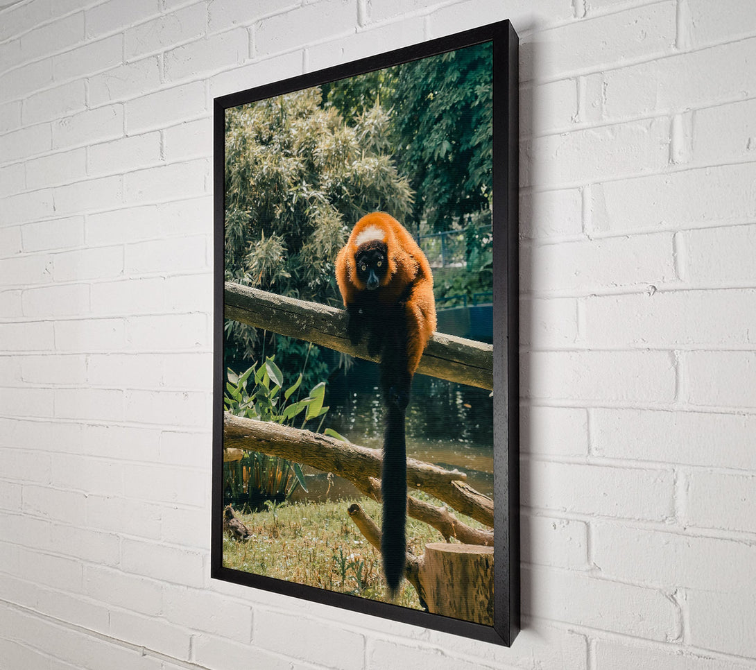  A Canvas Print of Red Lemur'S Gaze Canvas Print