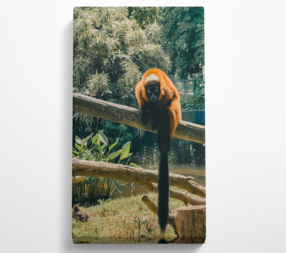  A Canvas Print of Red Lemur'S Gaze Canvas Print