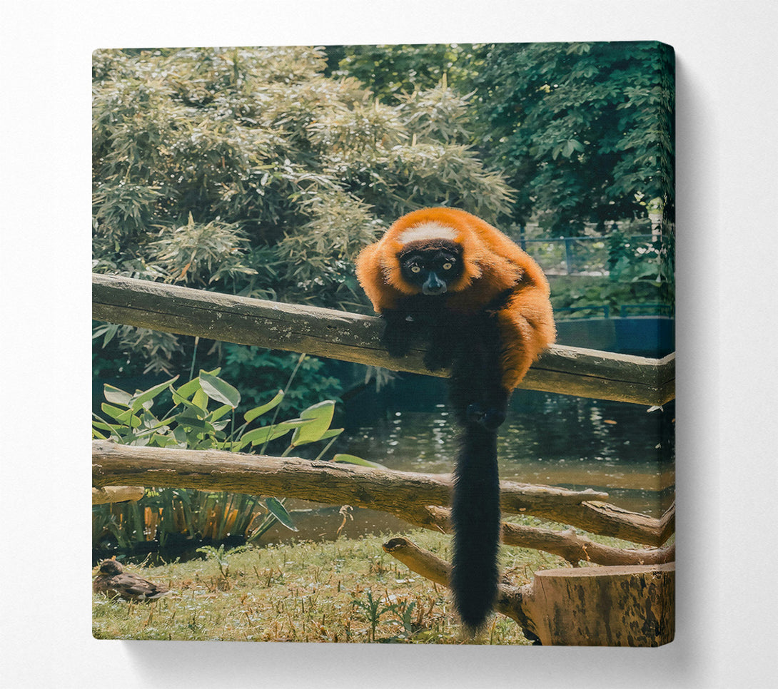  A Canvas Print of Red Lemur'S Gaze Canvas Print