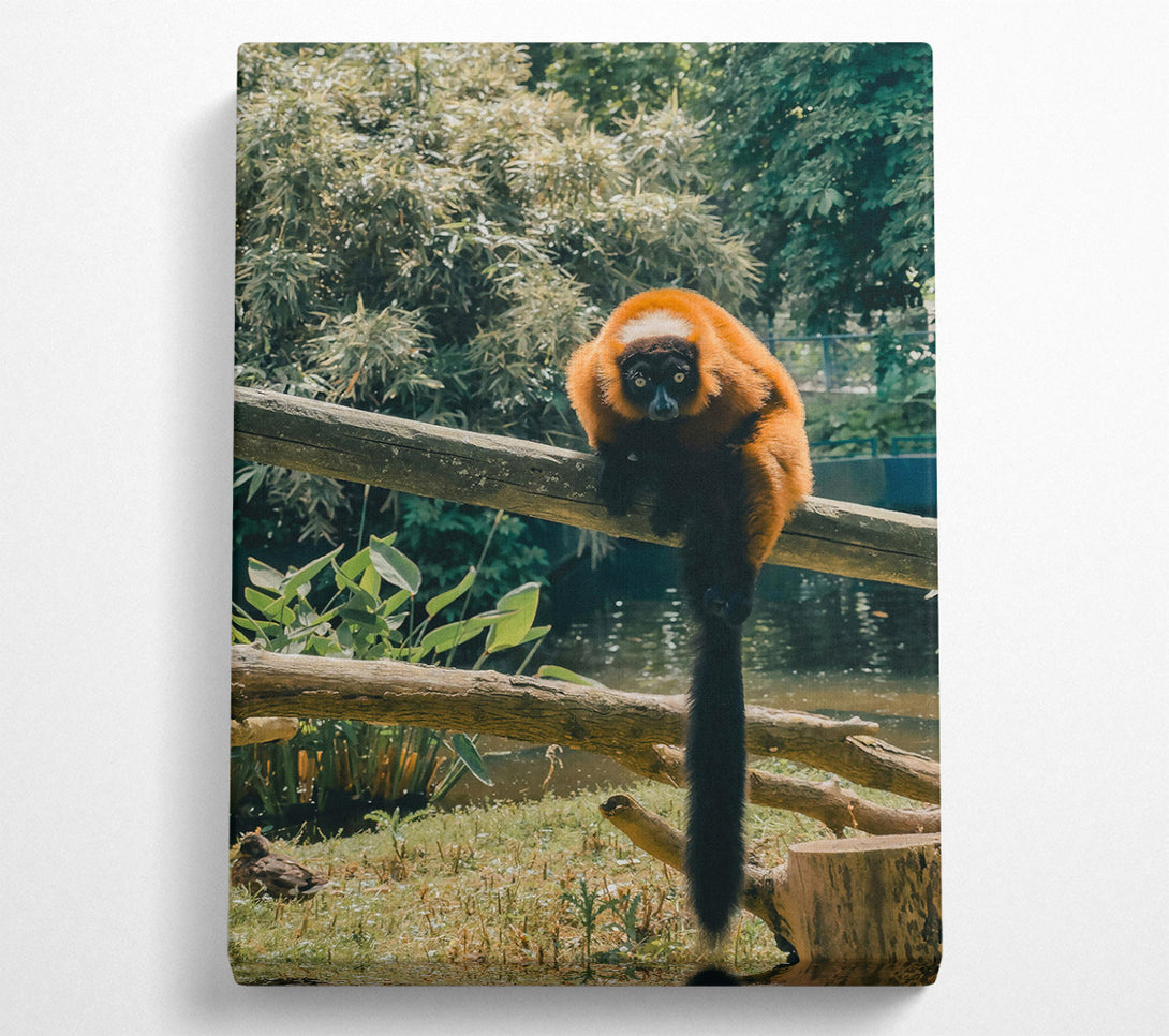  A Canvas Print of Red Lemur'S Gaze Canvas Print
