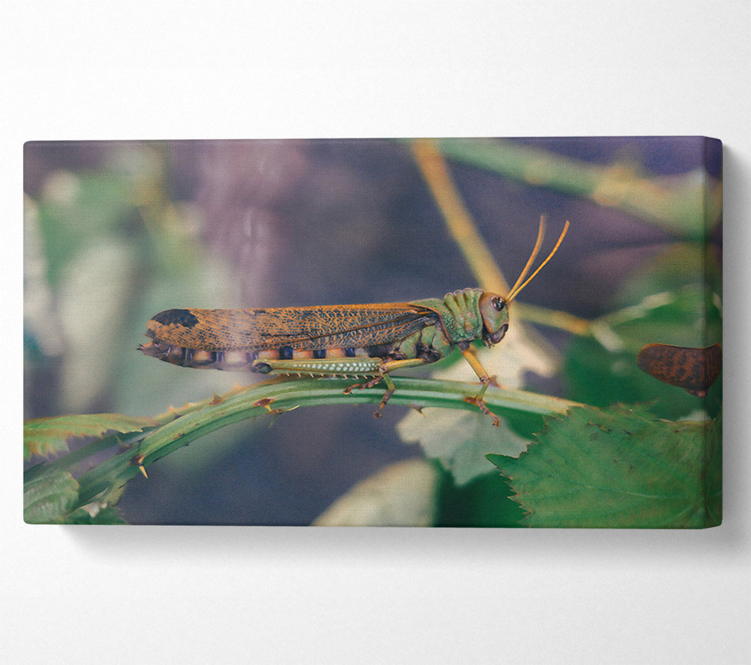  A Canvas Print of Green And Brown Hopper Canvas Wall Art