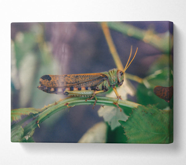  A Canvas Print of Green And Brown Hopper Canvas Wall Art