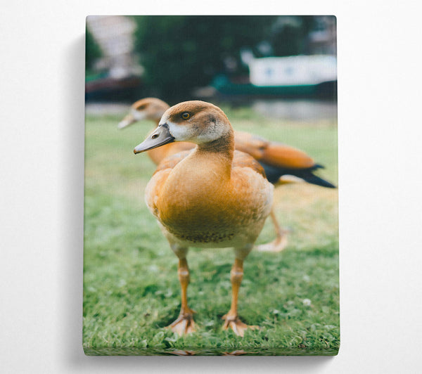  A Canvas Print of Golden Duck In The Grass Canvas Art