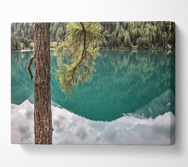  A Canvas Print of Teal Tree Reflection Canvas Print