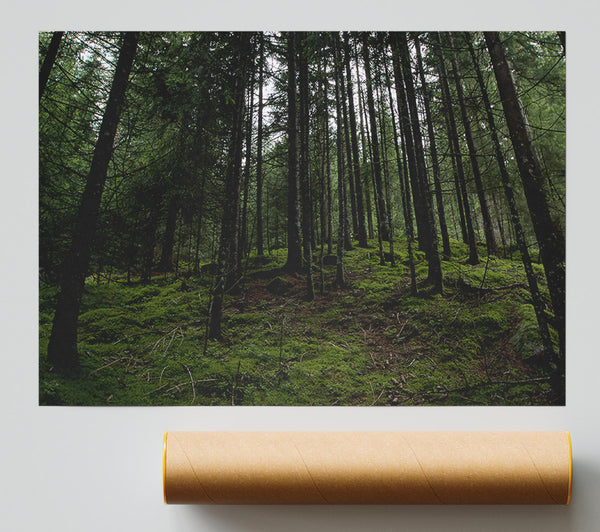 Emerald Forest Gloom Print