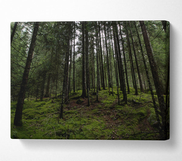  A Canvas Print of Emerald Forest Gloom Canvas Wall Art