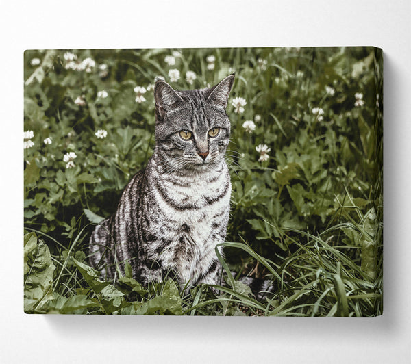 Gray Cat In Bloom