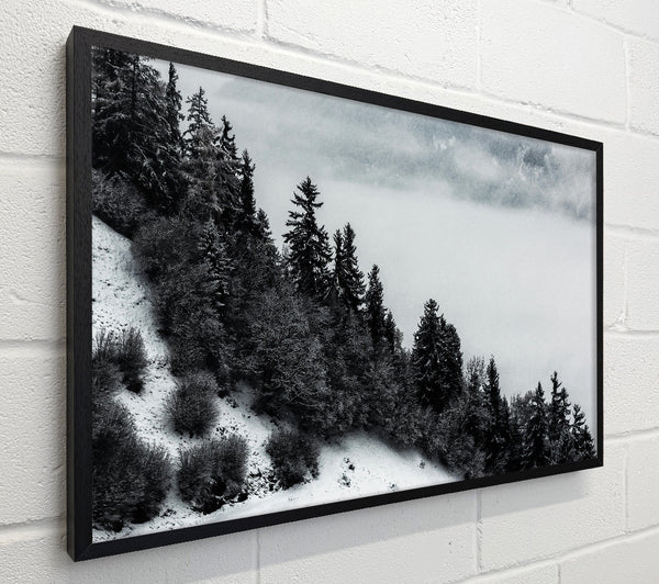 Silver Forest Fog