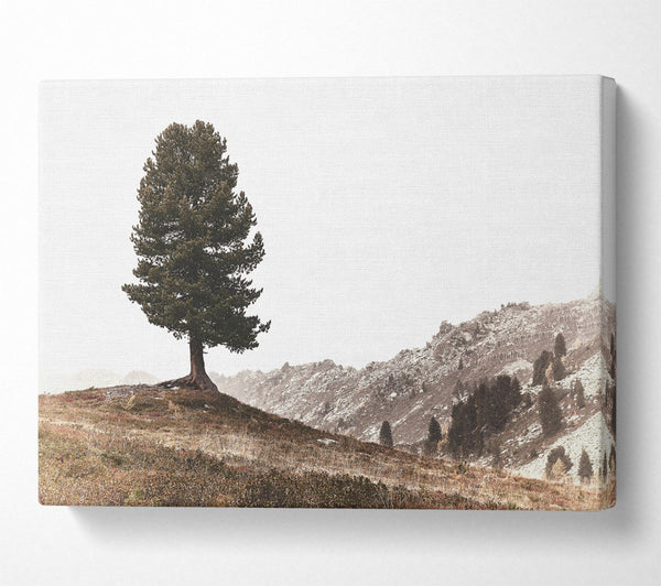  A Canvas Print of Brown Mountain Solitude Canvas Art