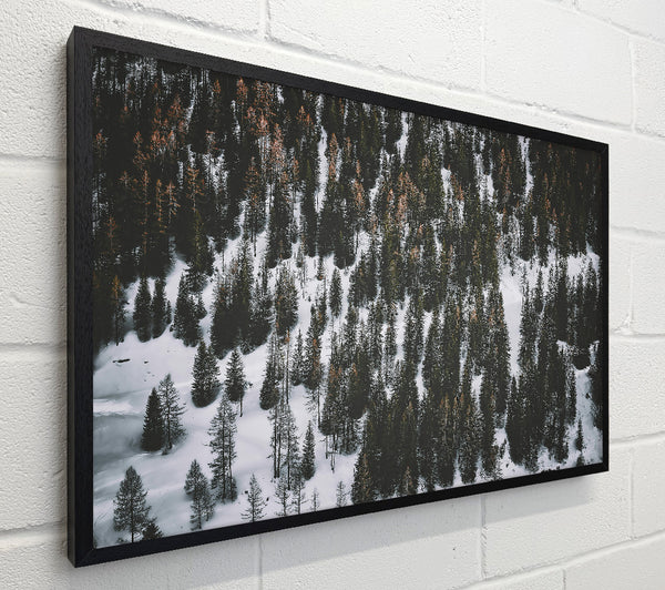 White Blanket Of Pines