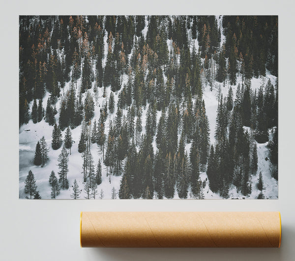 White Blanket Of Pines Giclee Print