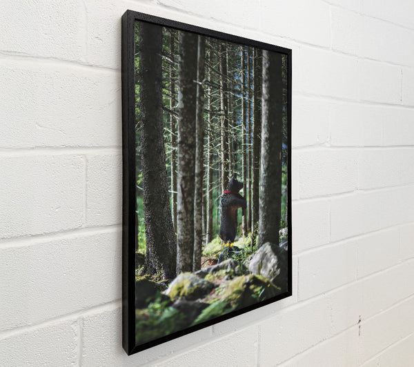 Black Bear In The Woods