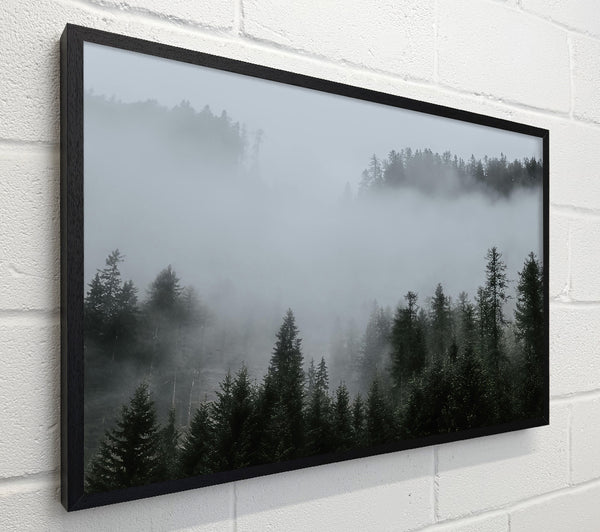 Silver Mist Pines