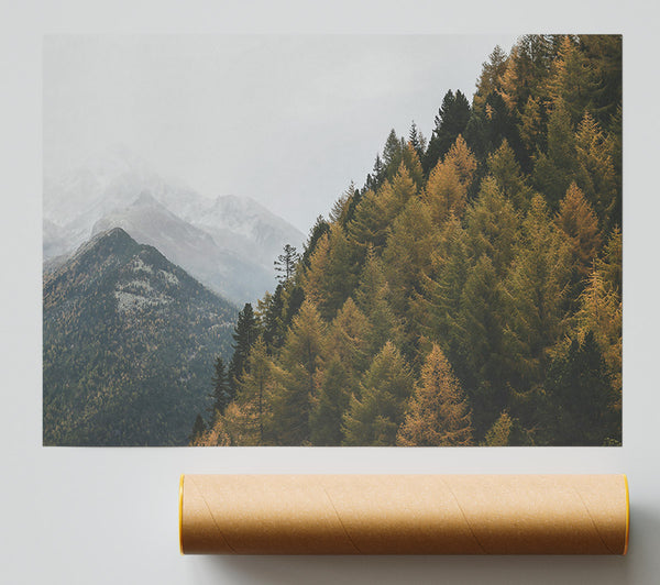 Golden Pines And Mist Giclee Print