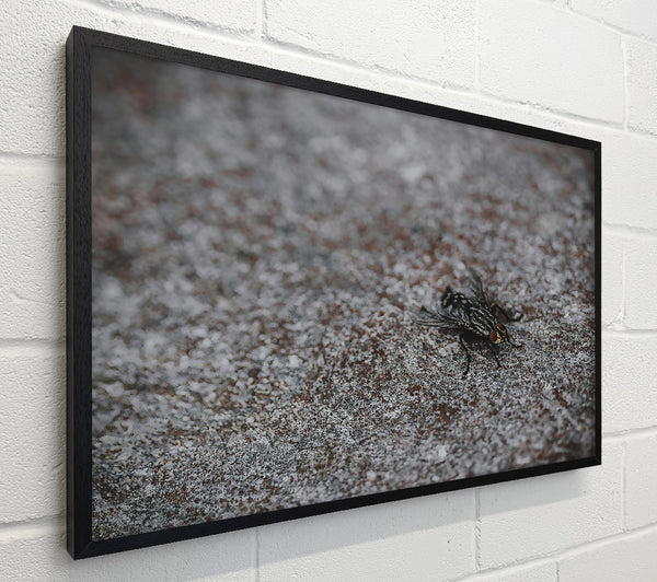 Gray Fly On Stone