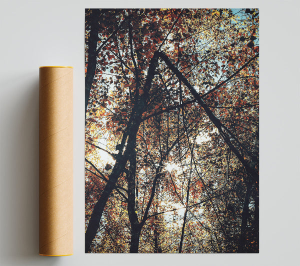 Golden Sunlight Through Trees Print