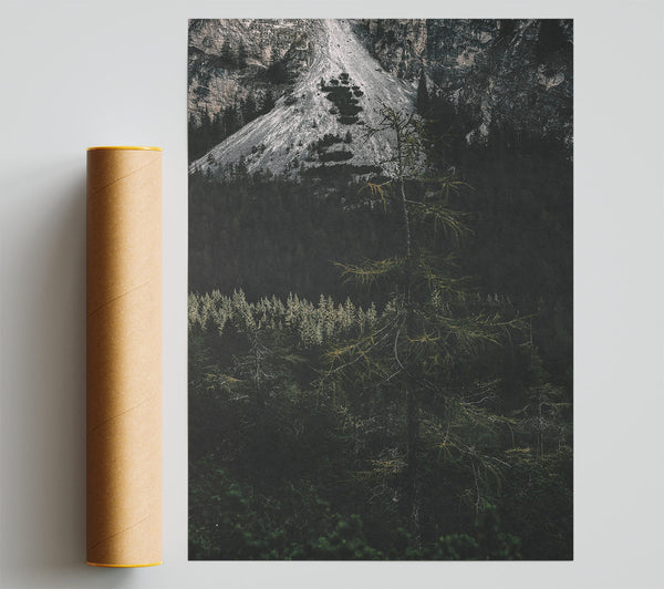 Silent Green Forest Giclee Print