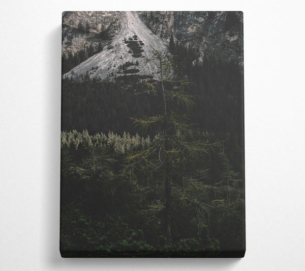  A Canvas Print of Silent Green Forest Canvas Art