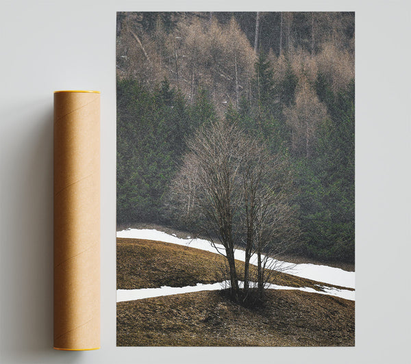 White Snow Brown Trees Giclee Print