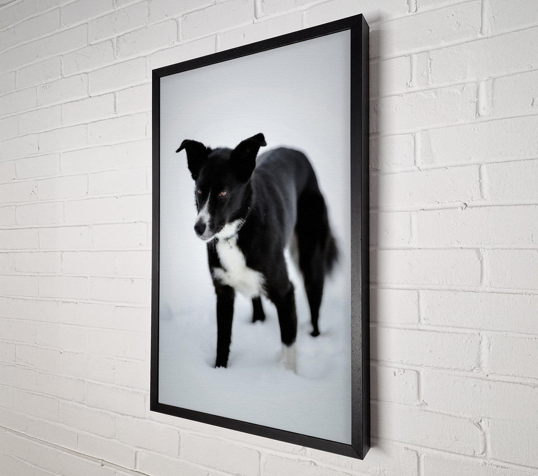  A Canvas Print of Black Dog In The Snow Canvas Wall Art