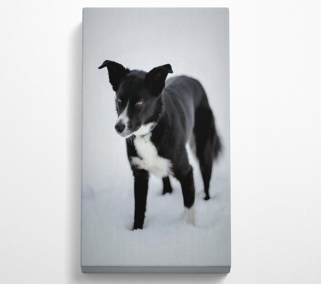  A Canvas Print of Black Dog In The Snow Canvas Wall Art