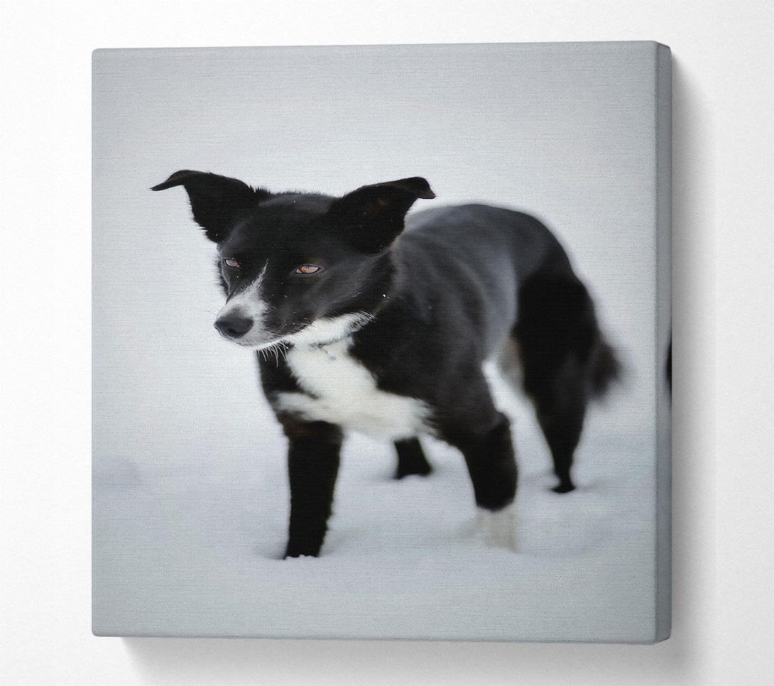  A Canvas Print of Black Dog In The Snow Canvas Wall Art