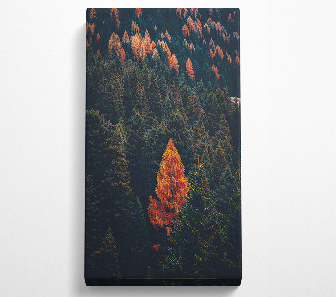  A Canvas Print of Autumn Orange Forest Canvas Art