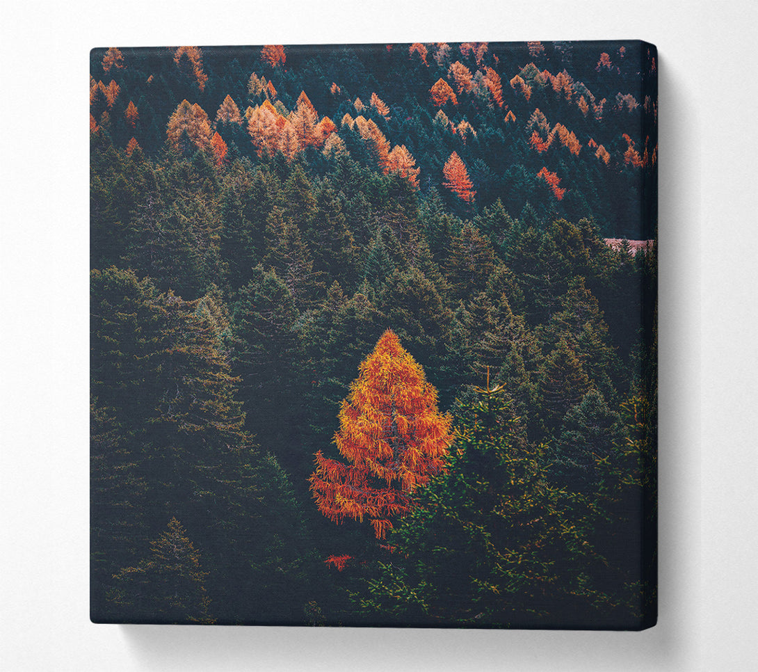  A Canvas Print of Autumn Orange Forest Canvas Art