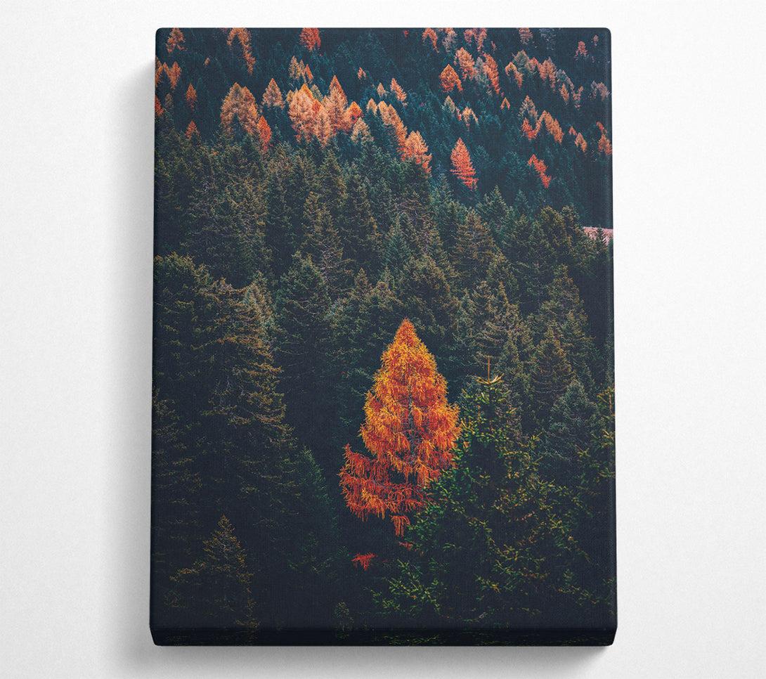  A Canvas Print of Autumn Orange Forest Canvas Art
