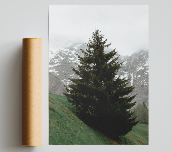 Emerald Pine In Mist Poster