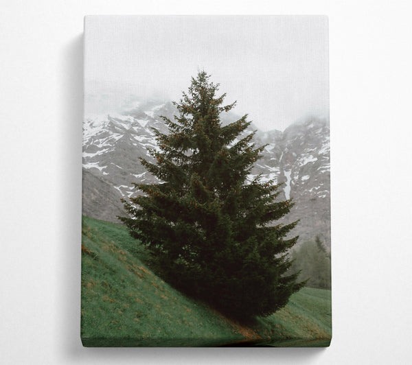  A Canvas Print of Emerald Pine In Mist Canvas Wall Art