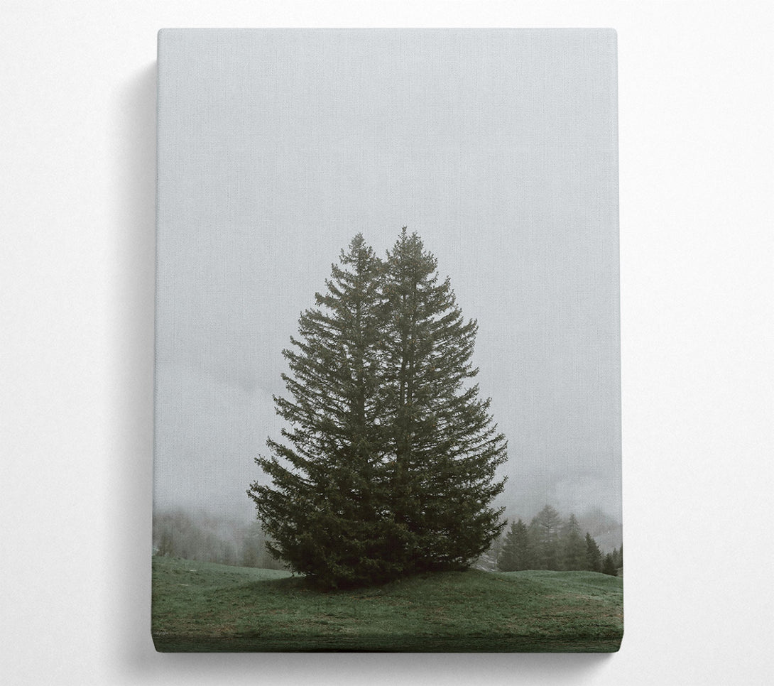  A Canvas Print of Green Mist Pines Canvas Art
