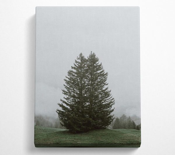  A Canvas Print of Green Mist Pines Canvas Art