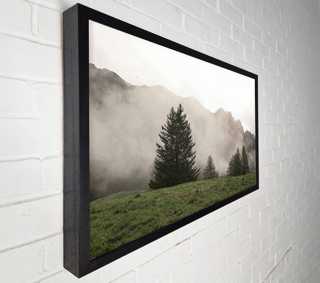 A Canvas Print of Pale Green Pines Canvas Print