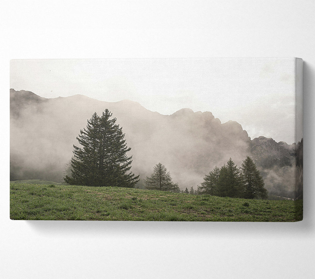 A Canvas Print of Pale Green Pines Canvas Print