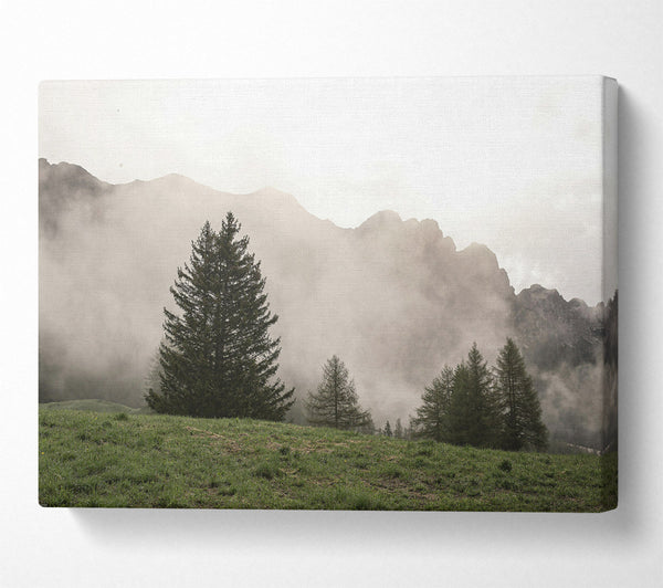  A Canvas Print of Pale Green Pines Canvas Print