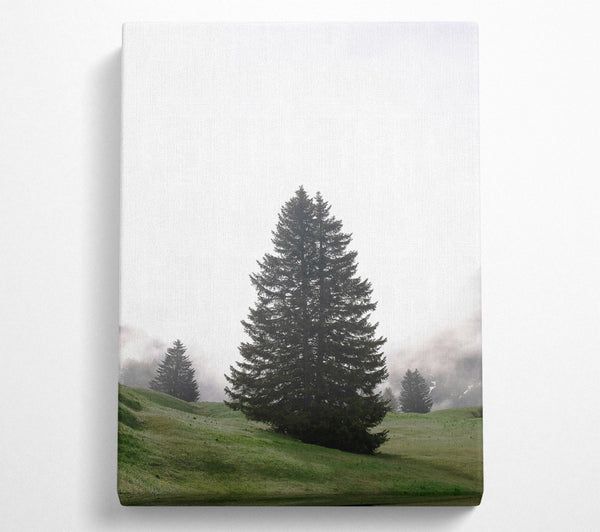  A Canvas Print of Green Pine In Fog Canvas Wall Art
