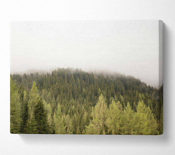  A Canvas Print of Green Foggy Pines Canvas Print
