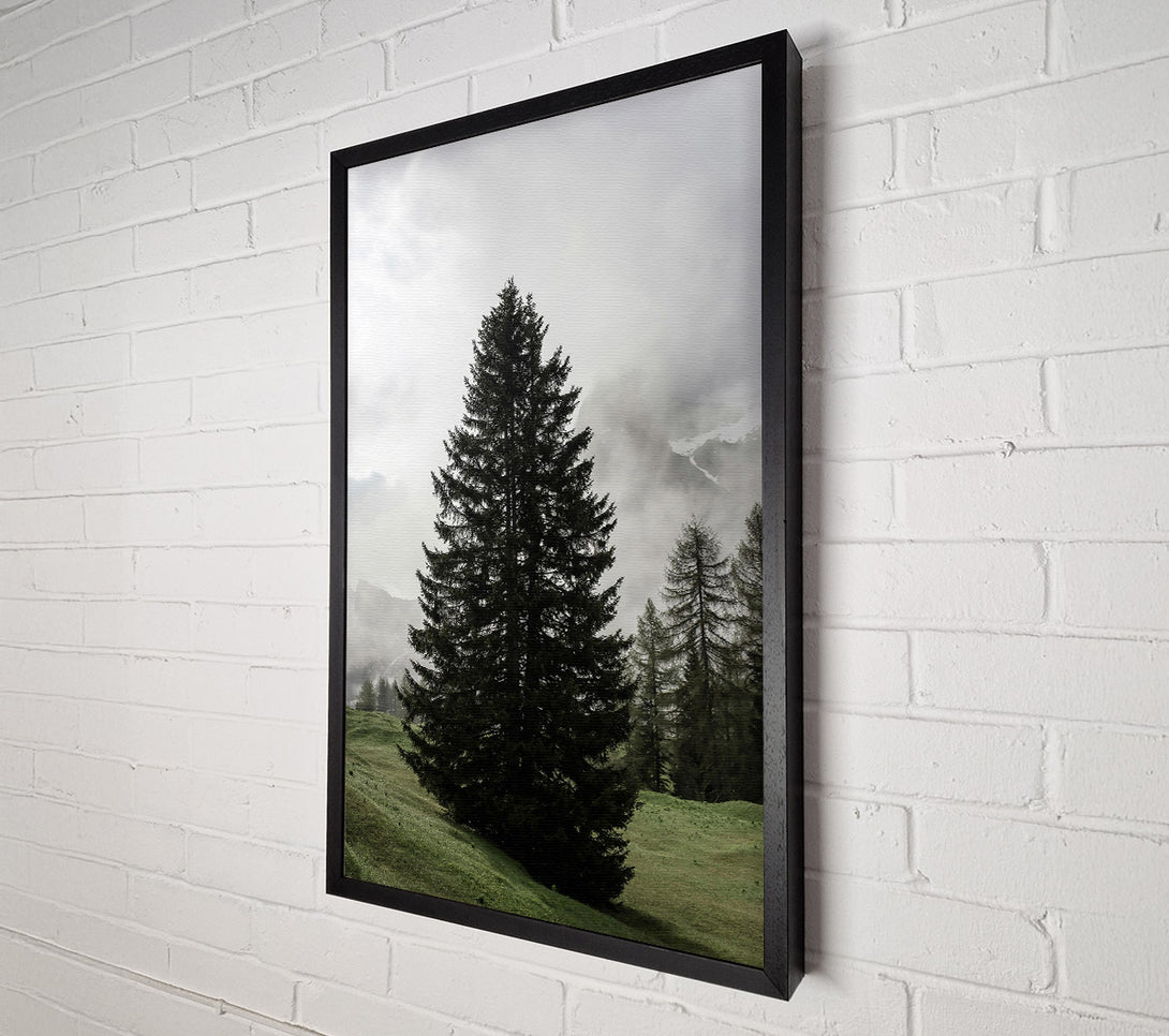  A Canvas Print of Green Pine In Mist Canvas Print