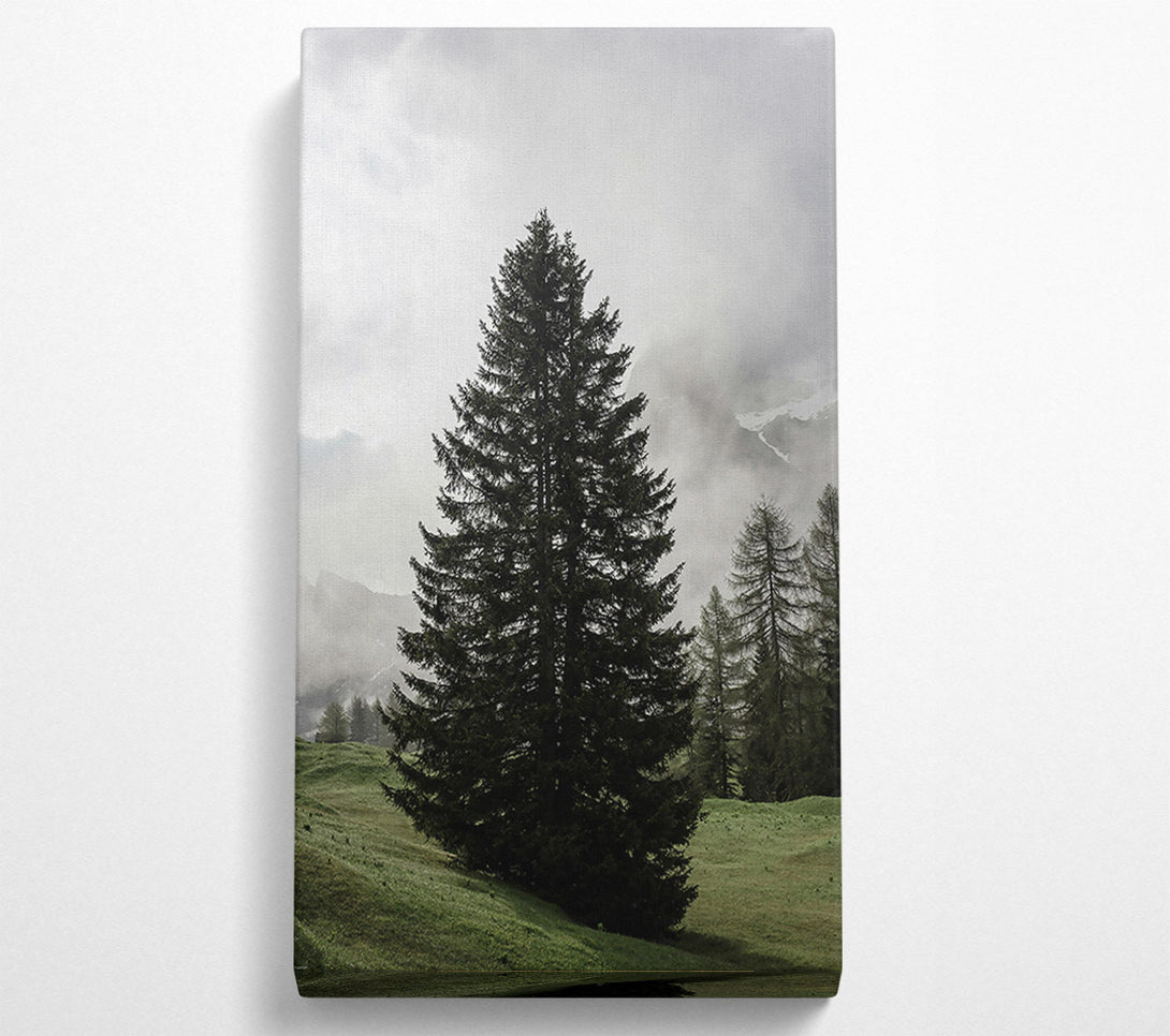  A Canvas Print of Green Pine In Mist Canvas Print