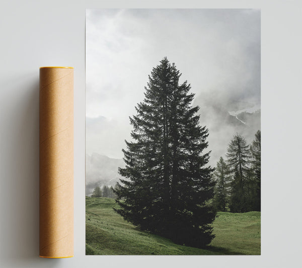 Green Pine In Mist Print