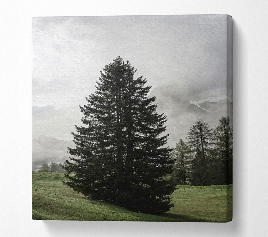  A Canvas Print of Green Pine In Mist Canvas Print