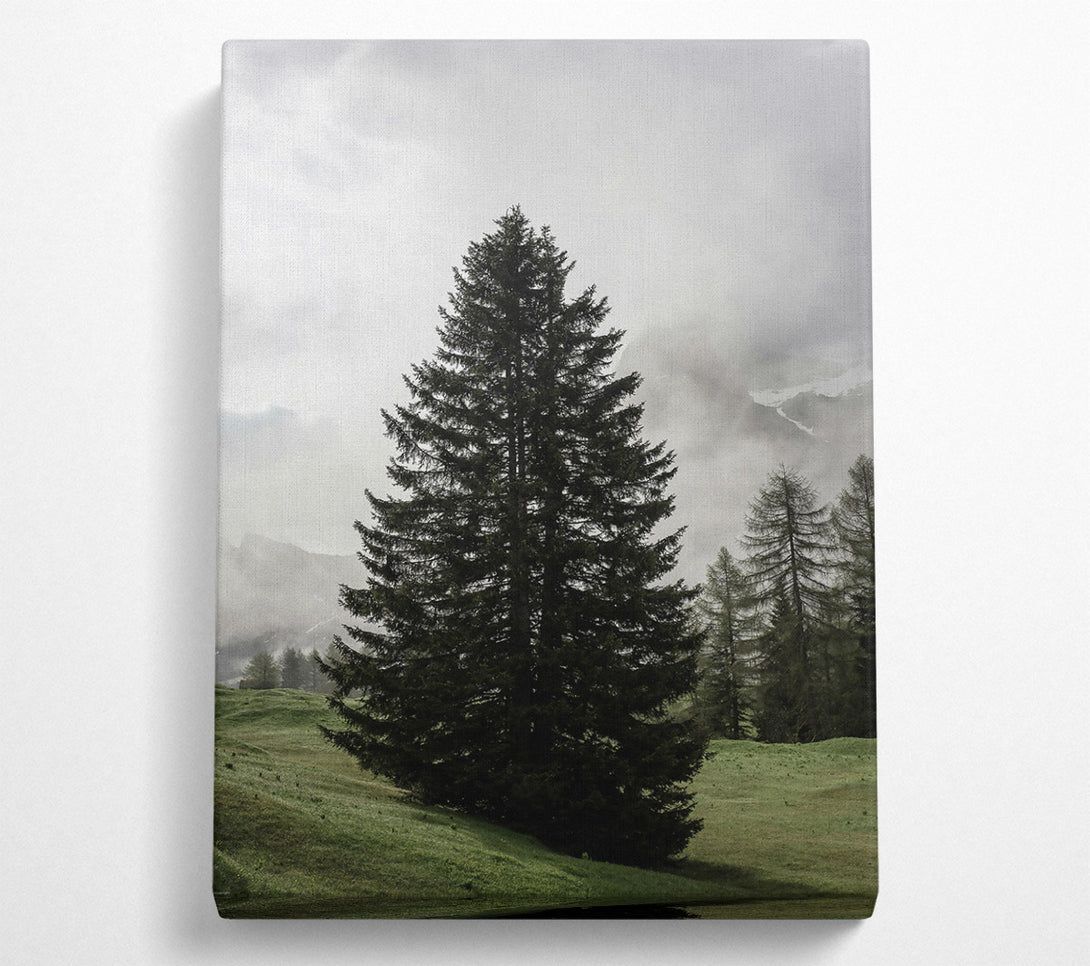  A Canvas Print of Green Pine In Mist Canvas Print